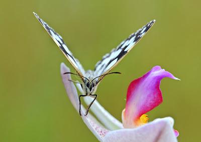 Melanargia Galatea, Demi-deuil, Marbled White