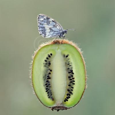 Melanargia Galatea, Demi-deuil, Marbled White