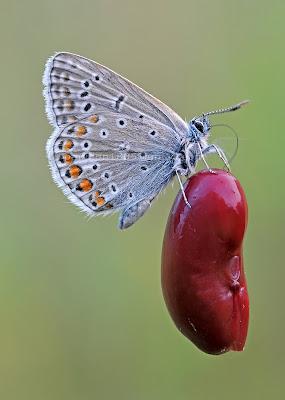 Polyommatus icarus, Azuré commun, Common Blue