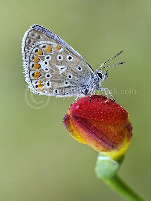 Polyommatus icarus, Azuré commun, Common Blue