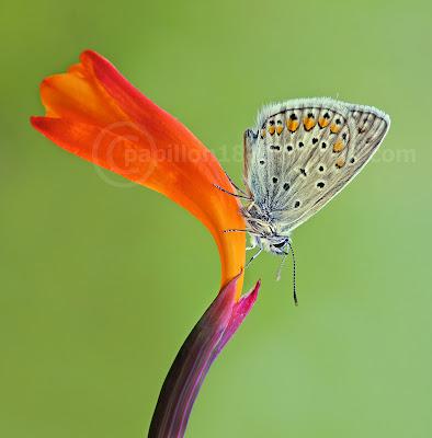 Polyommatus icarus, Azuré commun, Common Blue