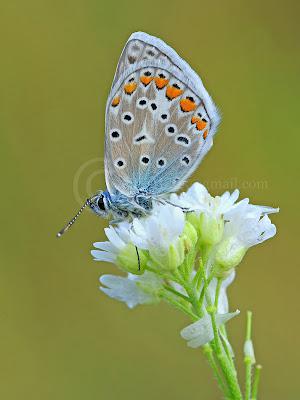 Polyommatus icarus, Azuré commun, Common Blue