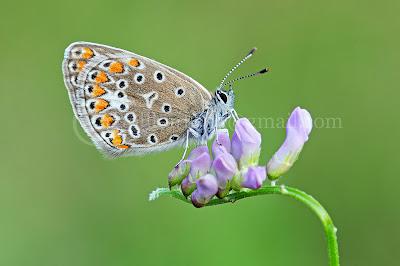 Polyommatus icarus, Azuré commun, Common Blue