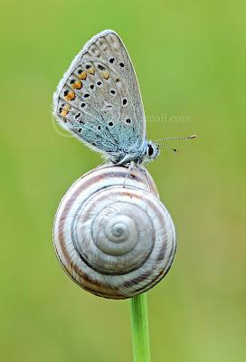 Polyommatus icarus, Azuré commun, Common Blue