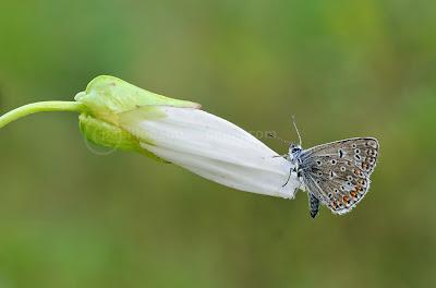 Polyommatus icarus, Azuré commun, Common Blue