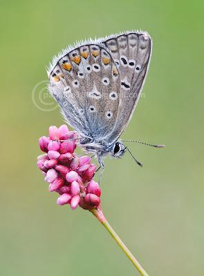 Polyommatus icarus, Azuré commun, Common Blue