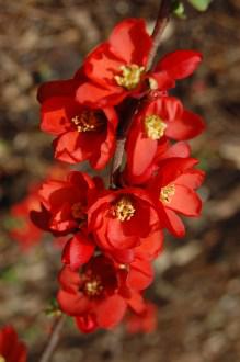 Chaenomeles speciosa Flower (11/03/2012, Kew, London)