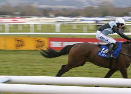 Horseracing fatalities at Cheltenham: Should the sport of kings be banned?
