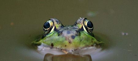 A New Species Of Leopard Frog Discovered In New York City