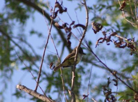 Bill Williams NWR–Nutting’s Flycatcher