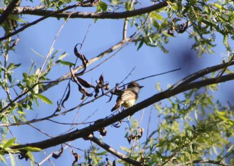 Bill Williams NWR–Nutting’s Flycatcher