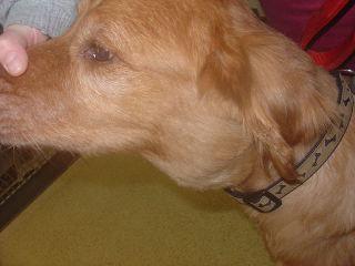 Golden Retriever with lymphoma: image via Wikipedia.org