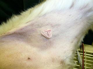 Mast cell tumor on inside of dog's leg: image via Wikipedia.org