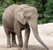 African Bush Elephant