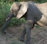 African Bush Elephant