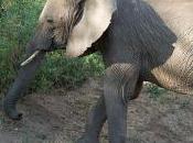 Featured Animal: African Bush Elephant