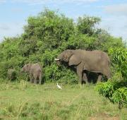 African Bush Elephant