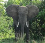 African Bush Elephant