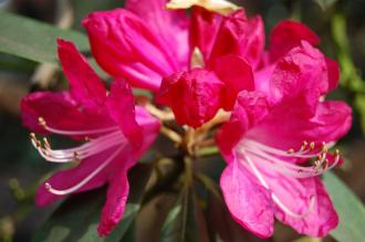 Rhododendron arboreum Flower (11/03/2012, Kew, London)