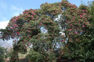 Rhododendron arboreum (11/03/2012, Kew, London)