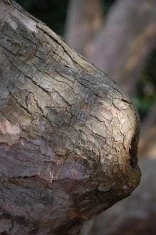 Rhododendron arboreum Bark (11/03/2012, Kew, London)