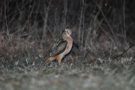 American Woodcocks at Scotia Barrens