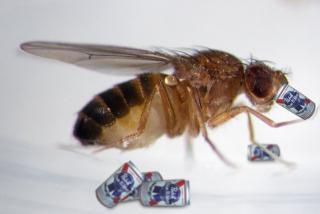 Male fruit flies turn to alcohol when spurned by females: image via erratica.com