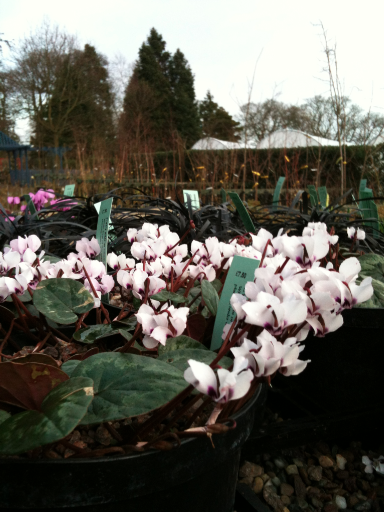 Cyclamen_coum