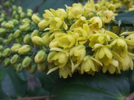 Sadly the Mahonia is over now but it was wonderful