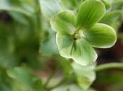 Plant Week: Helleborus Foetidus