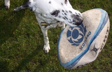 Rugby, 40 days of photos, super saturday