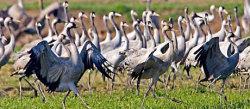 Cranes in Migration