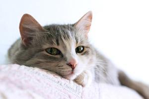 Cats can live longer with early diagnosis: image via howtodothings.com