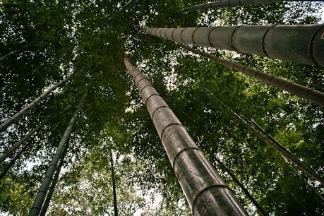 Ch_nanchang_bamboo_forest_img_5267