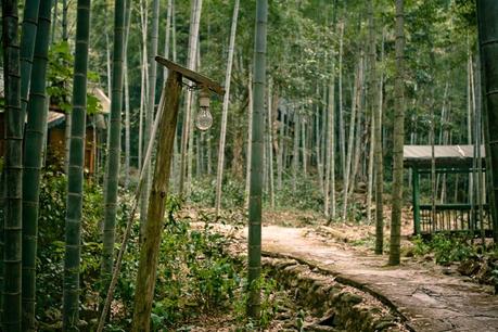 Ch_nanchang_bamboo_forest_img_5256
