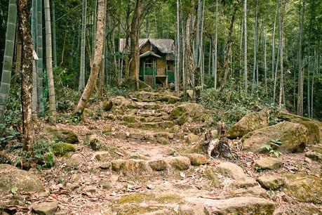 Ch_nanchang_bamboo_forest_img_5212