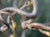 Plant Week: Corylus Avellana ‘Contorta’