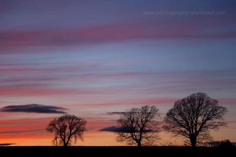 Landscape photo - silhouetted trees at sunset at Newtyle, Perthshire