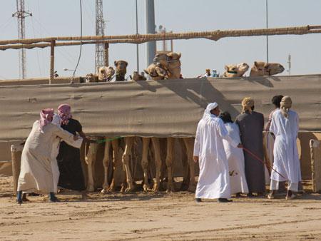 Camels about to start the race