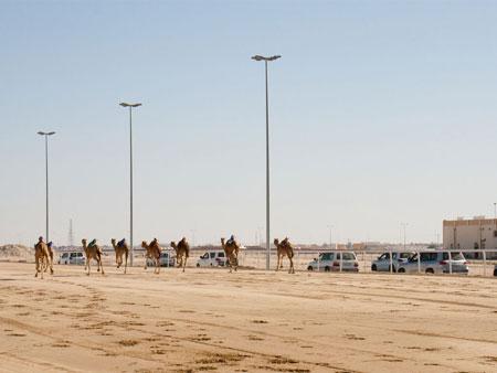 Camels racing and Land Cruisers following