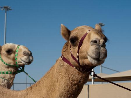 Camel with Qatari coloured harness