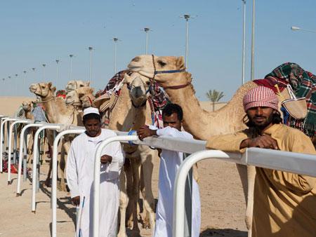 Camels with handler after racing