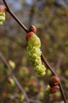 Corylopsis sinensis flower (11/03/2012, Kew, London)