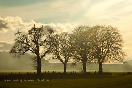 Landscape photo - hazy trees in Fife, Scotland