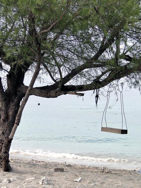 A swing in a beach tree 
