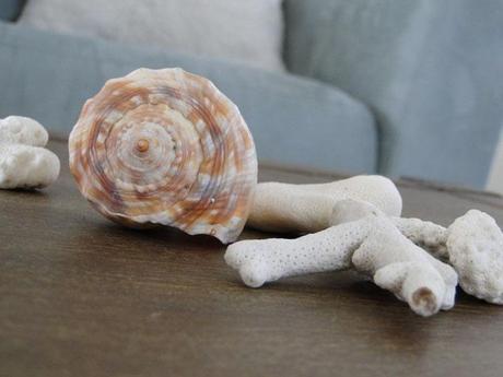 Conch shell, coral, fun elements from the beach