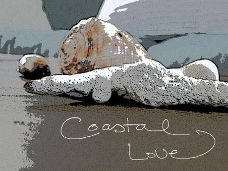 sketched shells of coastal love 