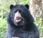 Featured Animal: Spectacled Bear
