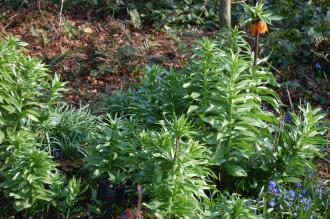 Fritillaria imperialis (11/03/2012, Kew, London)