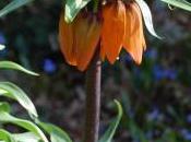 Plant Week: Fritillaria Imperialis
